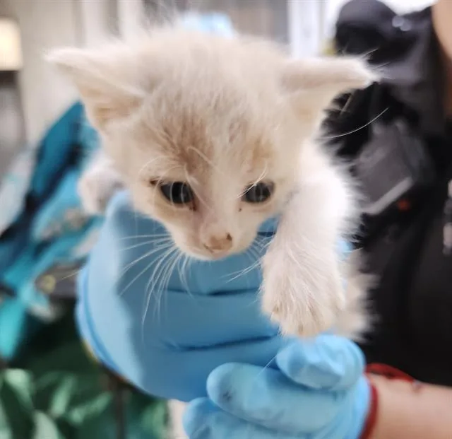 A baby small-sized female Domestic Short Hair cat named Daisy for adoption in San Antonio, TX