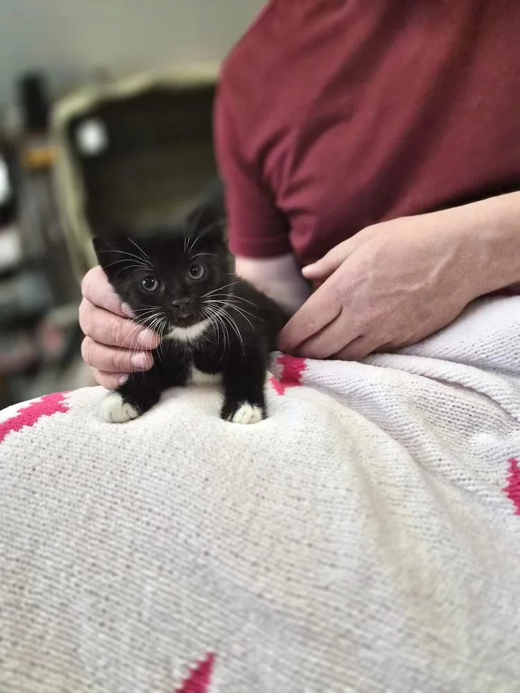 A baby small-sized female Black & White / Tuxedo Domestic Short Hair cat named Ghost for adoption in Patchogue, NY