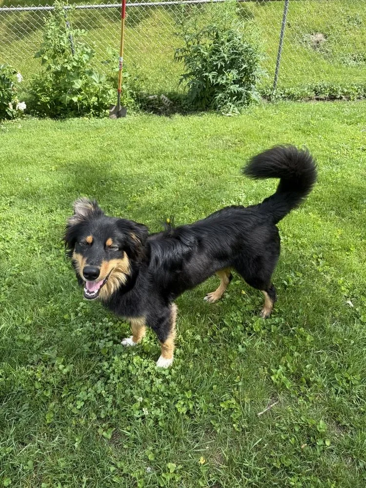 A baby medium-sized male Brown / Chocolate Australian Shepherd dog named Bucky for adoption in Ringwood, IL