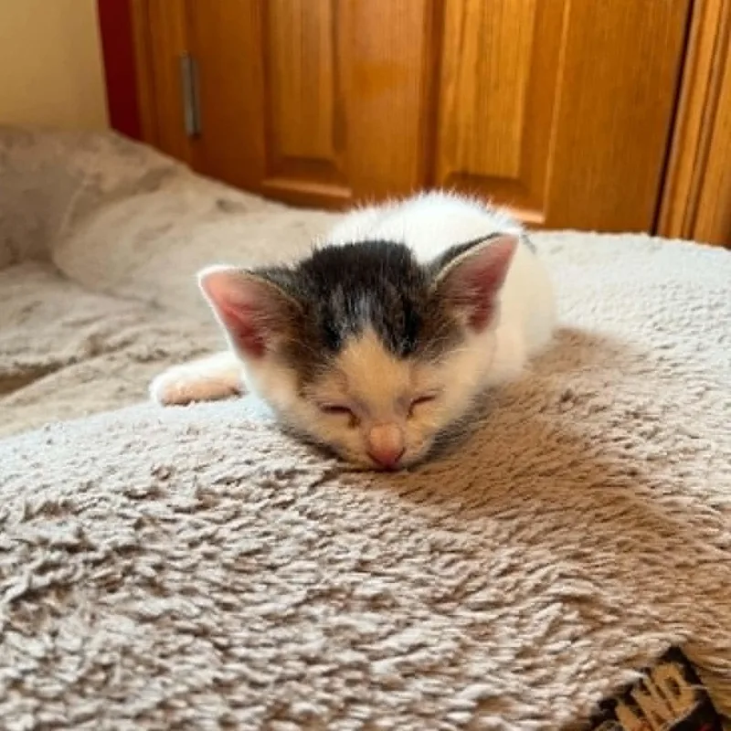 A baby medium-sized male Domestic Short Hair cat named Higgins for adoption in Port Washington, WI
