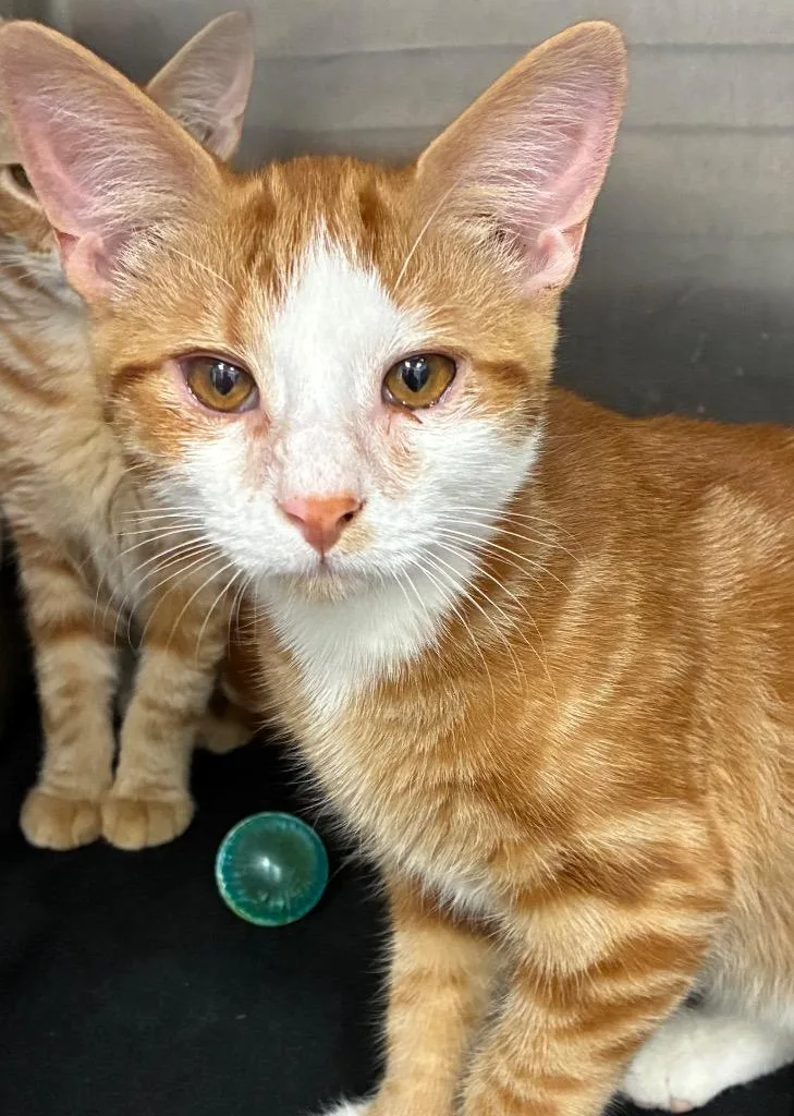 A baby small-sized male Domestic Short Hair cat named Waldo for adoption in Hartsville, SC