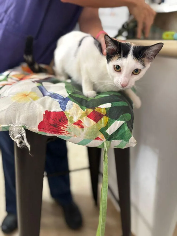 Buttercup thumbnail 2