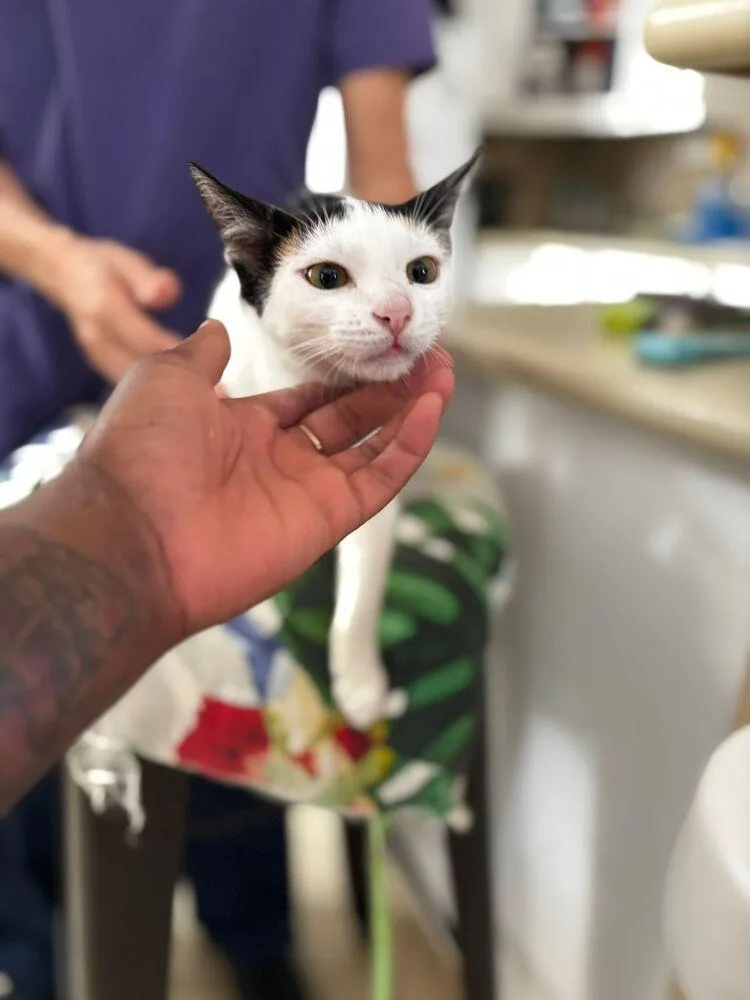 Buttercup thumbnail 3