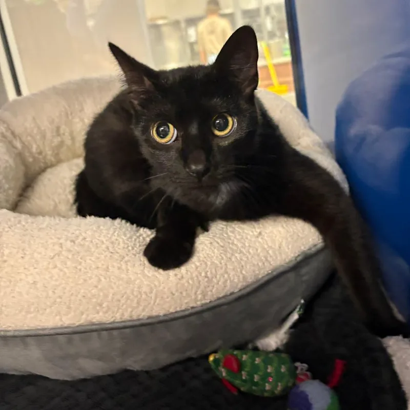 An adult medium-sized female Black Domestic Short Hair cat named Astrid  U for adoption in Tupelo, MS