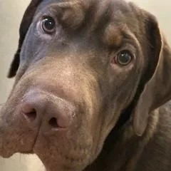An adult medium-sized female Brown / Chocolate Mixed Breed dog named Yorkstray for adoption in York, PA