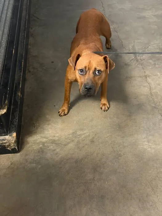 A young medium-sized female Black Mouth Cur dog named Pancake for adoption in Ozark, AL
