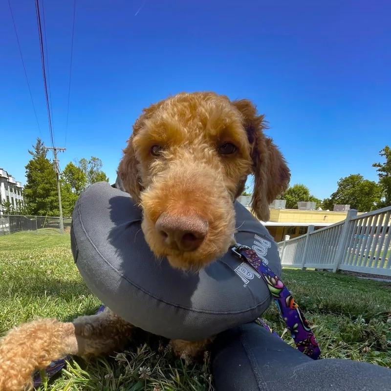 An adult medium-sized male Brown / Chocolate Poodle dog named Cosmo for adoption in Nashville, TN