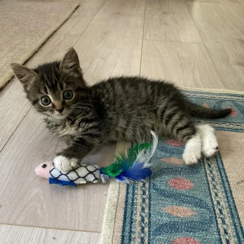 A baby small-sized female Black Domestic Short Hair cat named Misty for adoption in Chapel Hill, NC