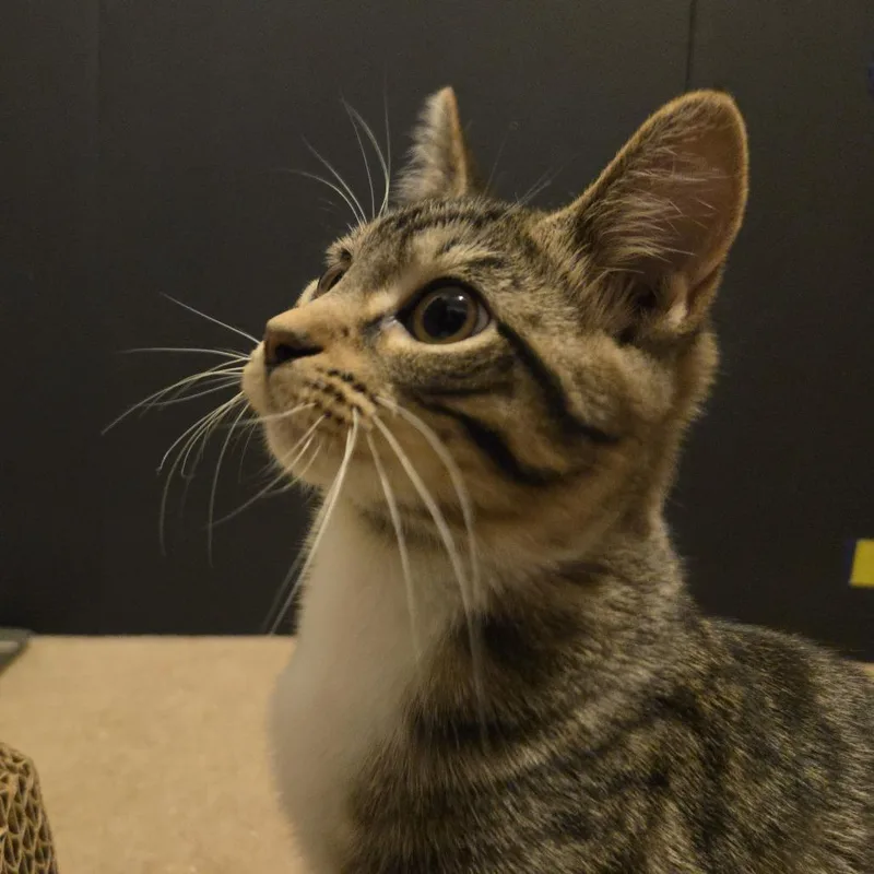 A baby small-sized female Domestic Short Hair cat named Edith for adoption in Rock Falls, IL
