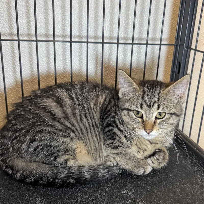 A baby medium-sized female Domestic Short Hair cat named Shyla for adoption in Saginaw, MI