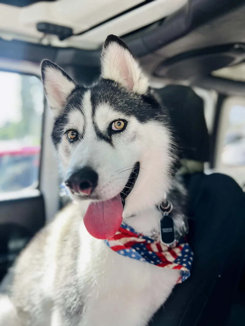 An adult medium-sized male Siberian Husky dog named Oreo for adoption in Menifee, CA