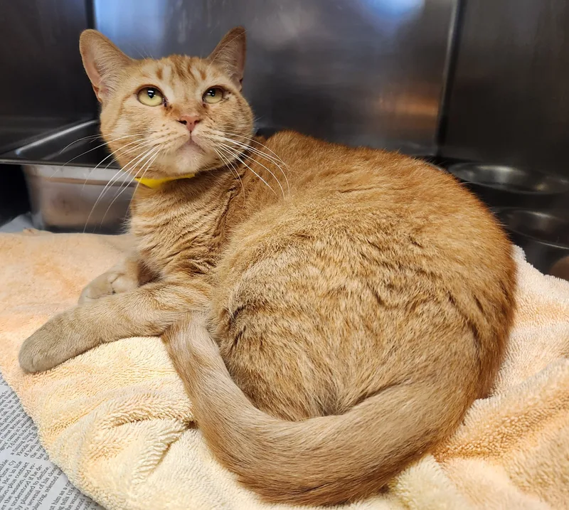 An adult medium-sized female Tabby (Orange / Red) Domestic Short Hair cat named Butter for adoption in Clayton, NJ