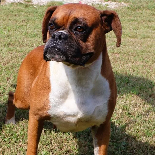 An adult large-sized male Yellow / Tan / Blond / Fawn Boxer dog named Clint for adoption in Northbrook, IL