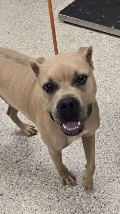 An adult large-sized male Boxer dog named Wheatley for adoption in Gastonia, NC