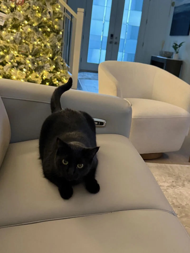 An adult medium-sized female Black Domestic Short Hair cat named Baby for adoption in Naples, FL