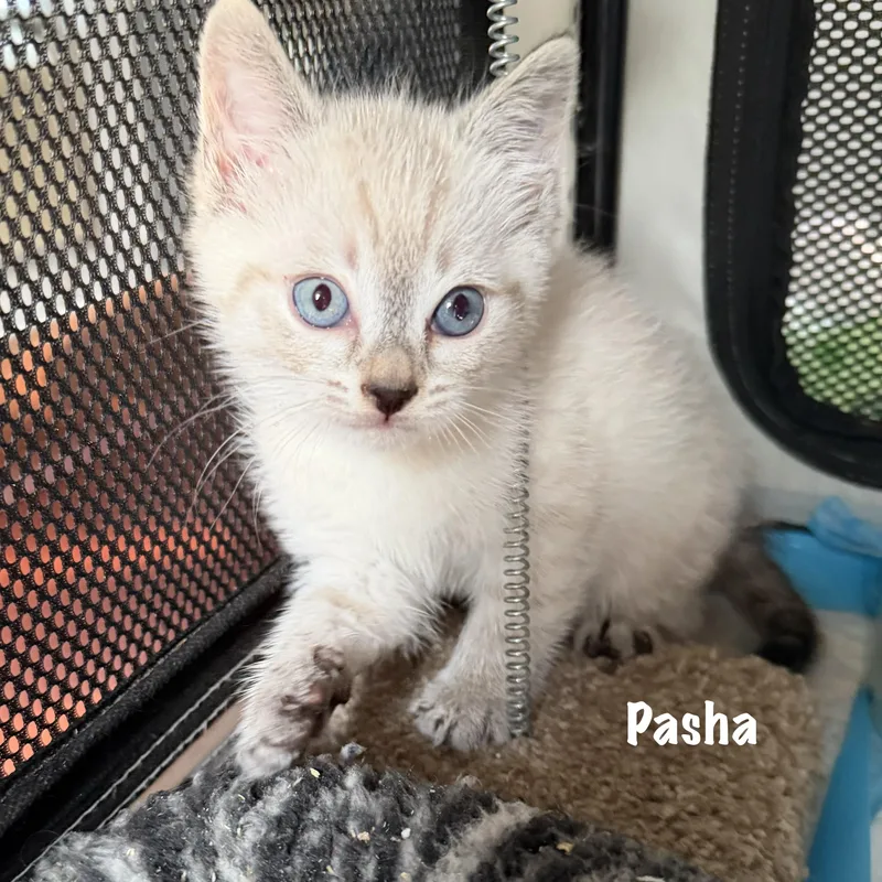 A baby medium-sized female Blue Point Siamese cat named Pasha for adoption in East Hartford , CT