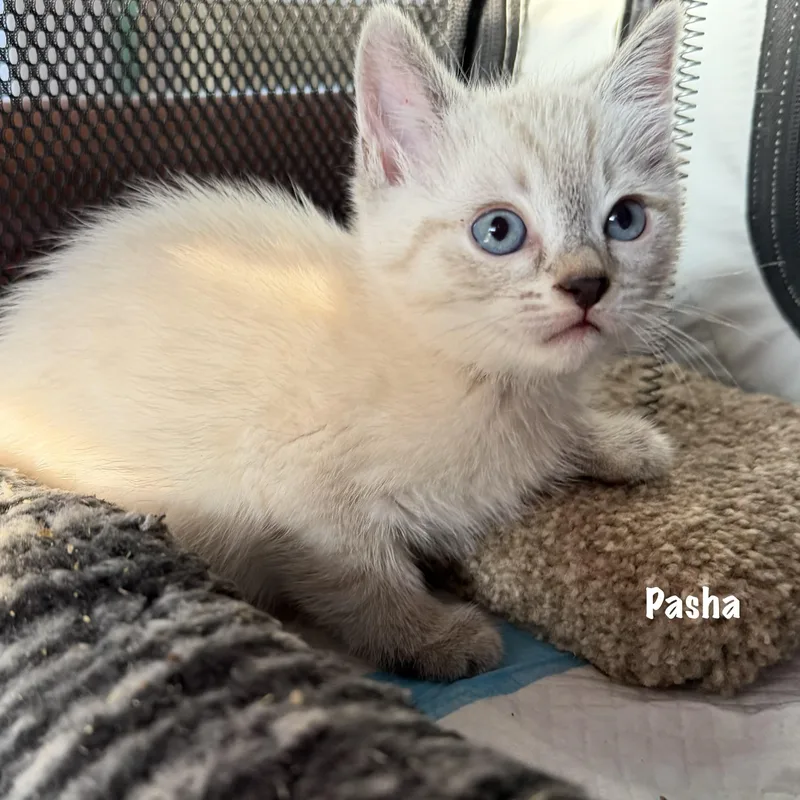 Pasha thumbnail 2