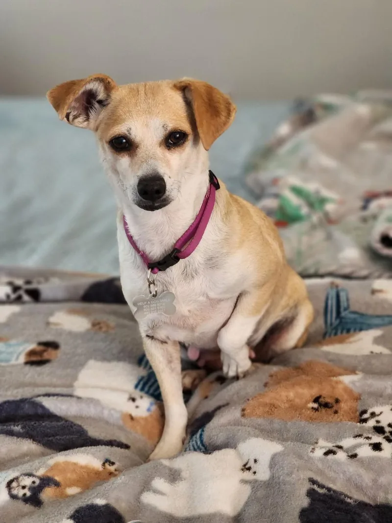 Buttercup thumbnail 3