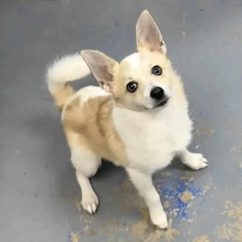 Sammy