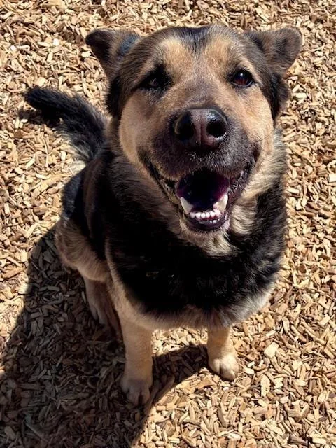 An adult medium-sized male German Shepherd Dog dog named Charlie for adoption in Albuquerque, NM
