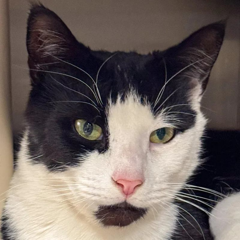 An adult large-sized male White Domestic Short Hair cat named Patches for adoption in Kennebunk, ME