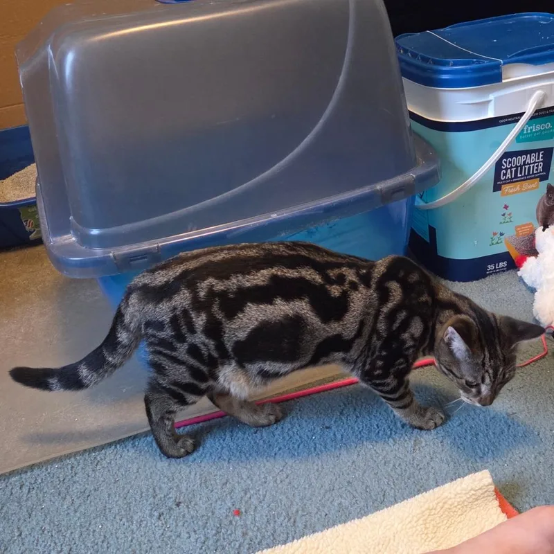 Lavender thumbnail 2