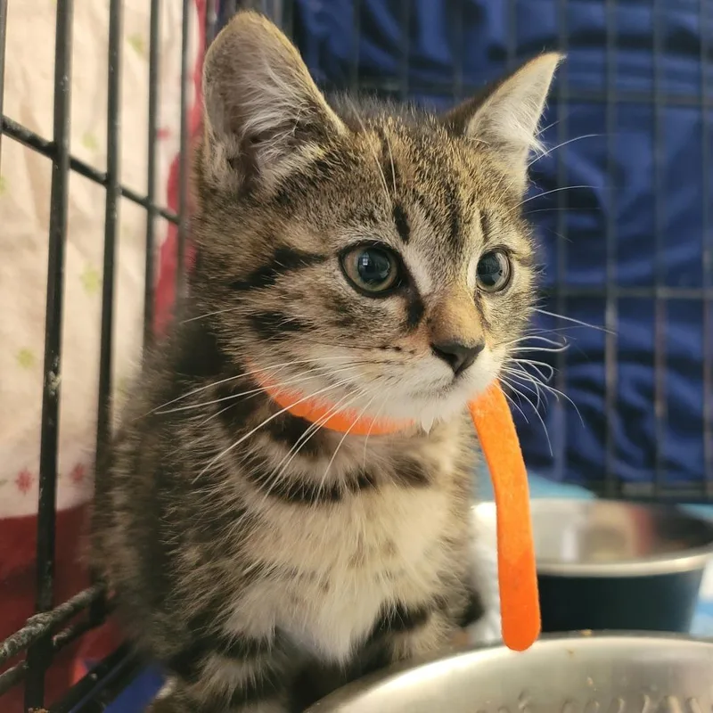 Lavender thumbnail 3