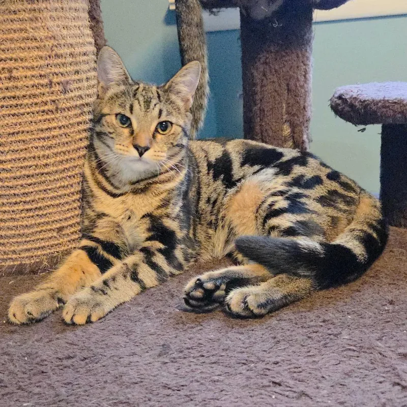 Lavender thumbnail 4