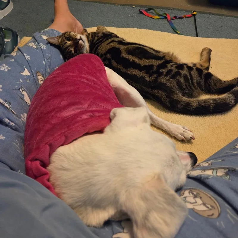 Lavender thumbnail 5