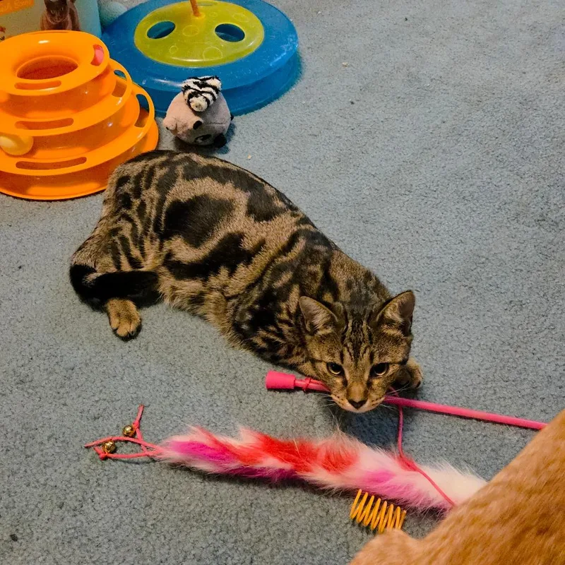 Lavender thumbnail 6