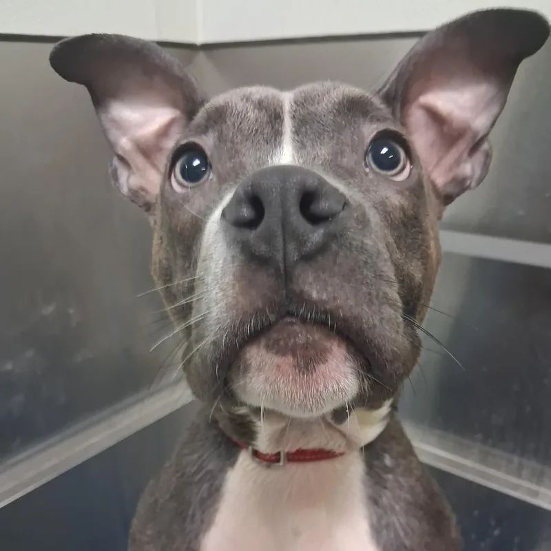 A young large-sized male Gray / Blue / Silver Pit Bull Terrier dog named Hammy for adoption in Galveston, TX