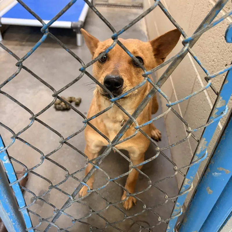 A senior medium-sized female Red / Chestnut / Orange Australian Kelpie dog named Wasabi for adoption in Franklin, NC