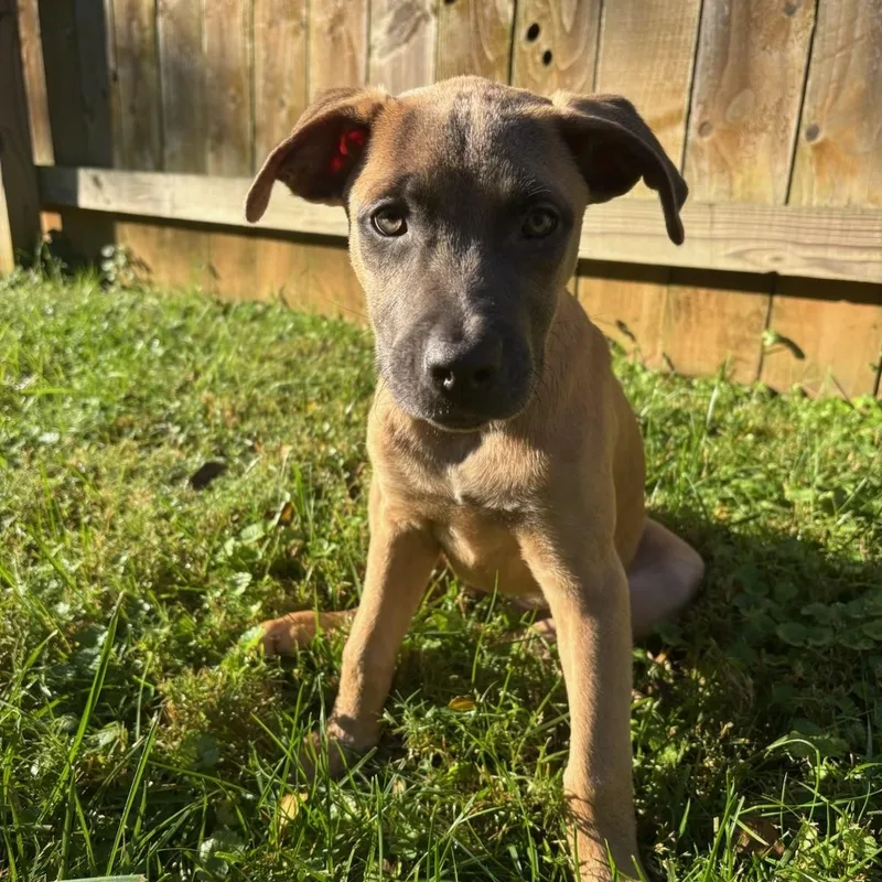 A baby medium-sized female Shepherd dog named Blair for adoption in Charlotte, NC