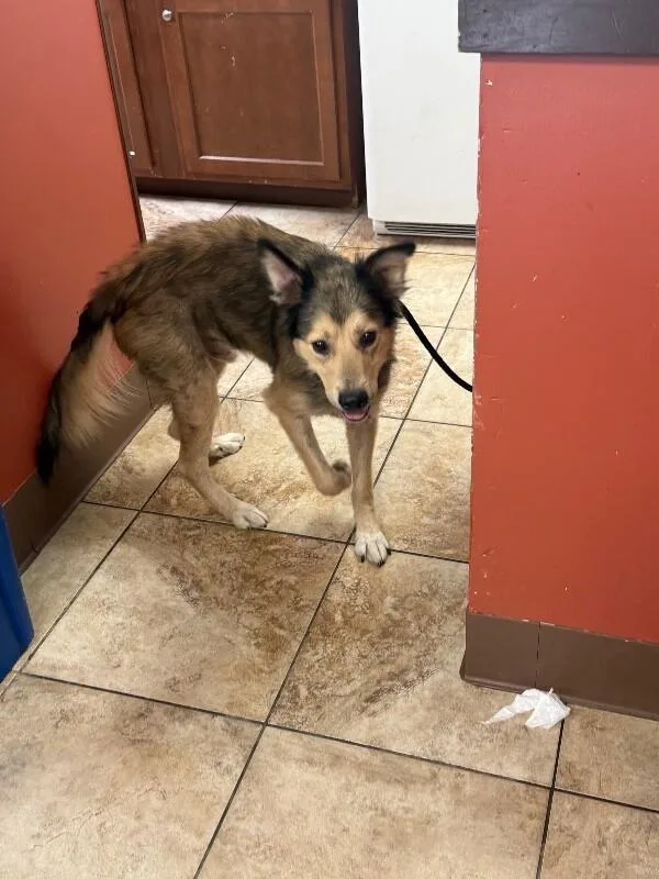 An adult large-sized male Brown / Chocolate Mixed Breed dog named Peterson for adoption in Cincinnati, OH