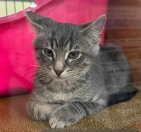 A baby small-sized male Tabby (Gray / Blue / Silver) Domestic Short Hair cat named Marshall At Petsmart for adoption in Kalamazoo, MI