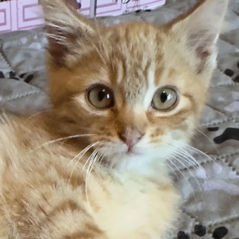 A baby medium-sized male Tabby (Orange / Red) Domestic Short Hair cat named Nigel for adoption in Minneapolis, MN