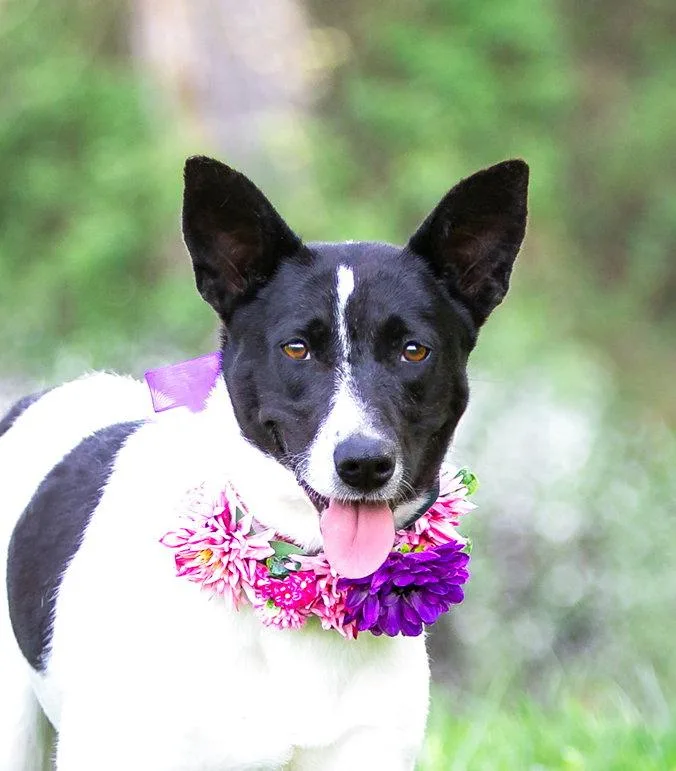 Frenchie thumbnail 2