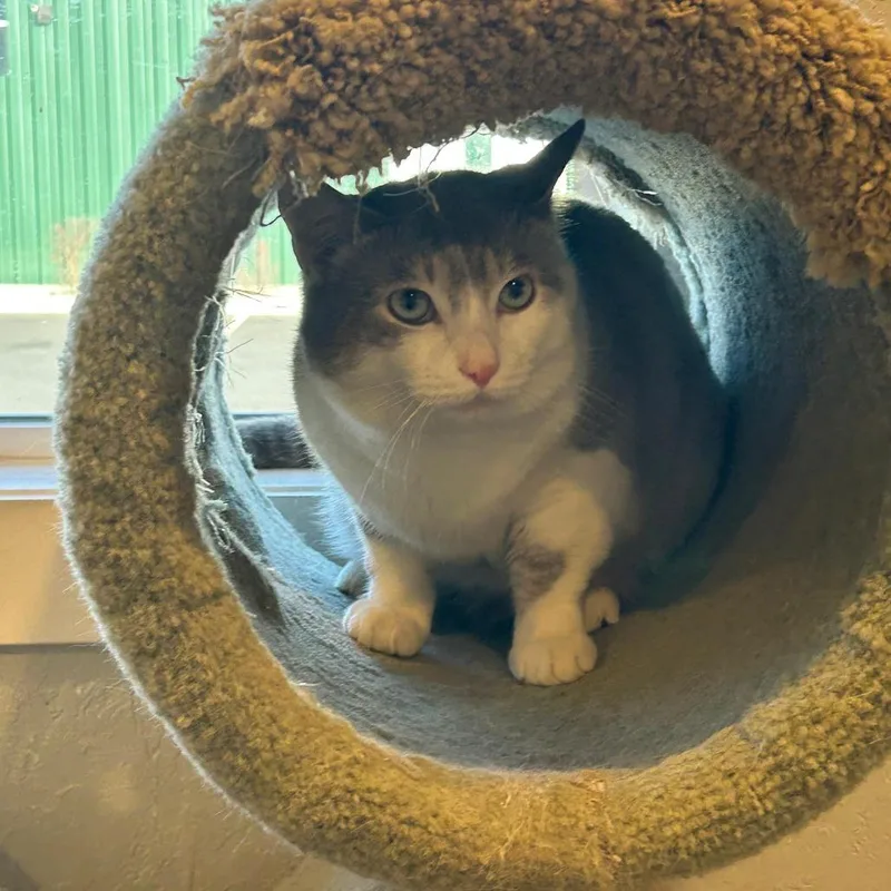 A young large-sized male Lilac Point Domestic Short Hair cat named Titan for adoption in Talent, OR