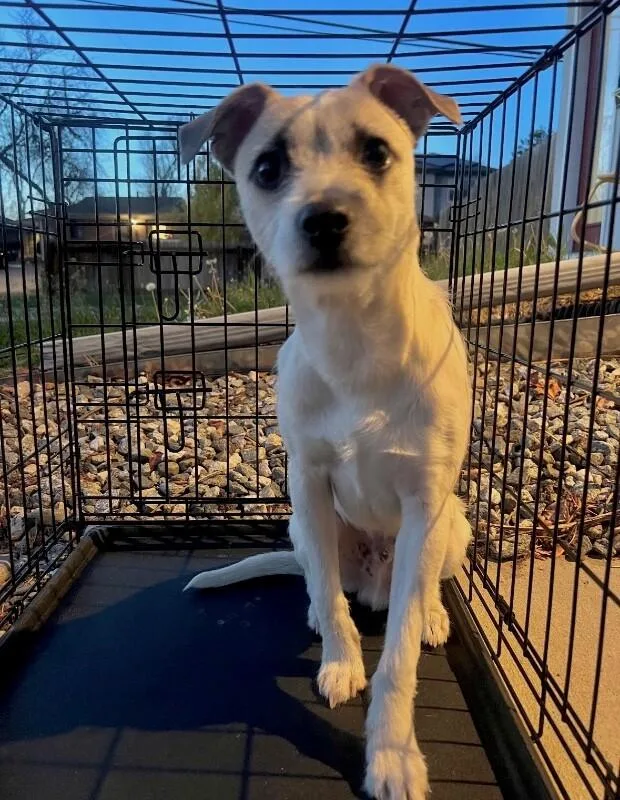 A baby small-sized male White / Cream Parson Russell Terrier dog named Eddie for adoption in Boulder, CO