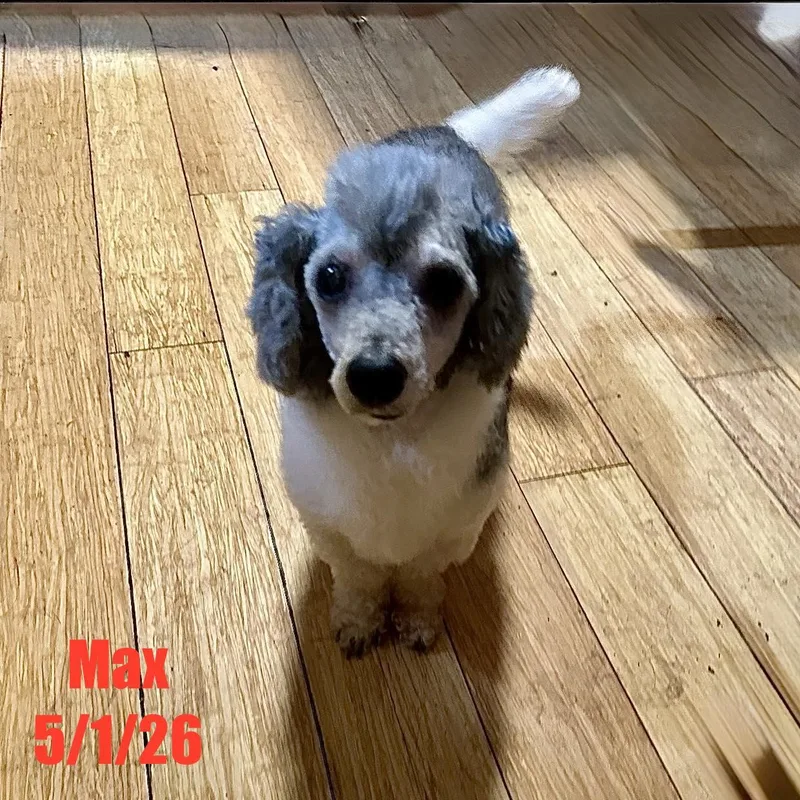 A young small-sized male Poodle dog named Max for adoption in Berlin, MD