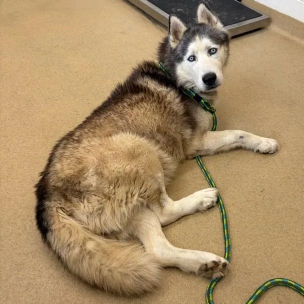 An adult large-sized male Husky dog named Blaze for adoption in Derwood, MD