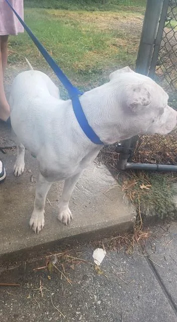 A young large-sized male American Staffordshire Terrier dog named Cooper for adoption in San Antonio, TX