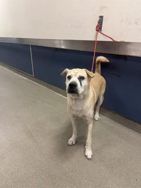 An adult large-sized female Shar-Pei dog named Poppy for adoption in Miami, FL
