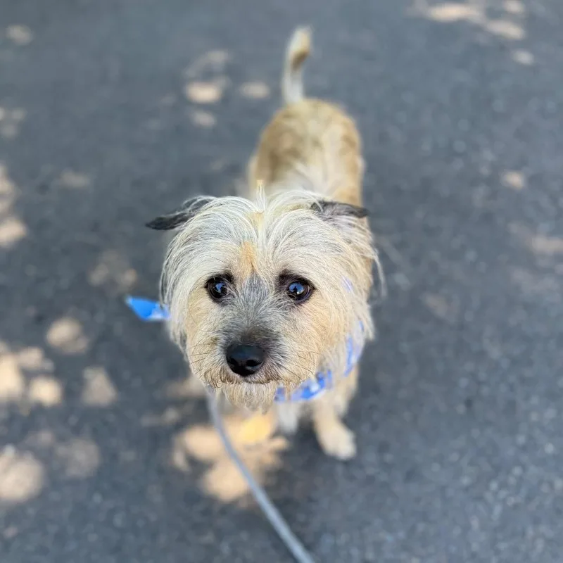 An adult small-sized male Yellow / Tan / Blond / Fawn Terrier dog named Alfie for adoption in Newberg, OR