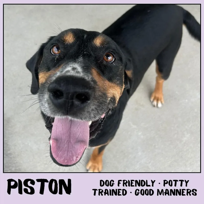 Piston thumbnail 3