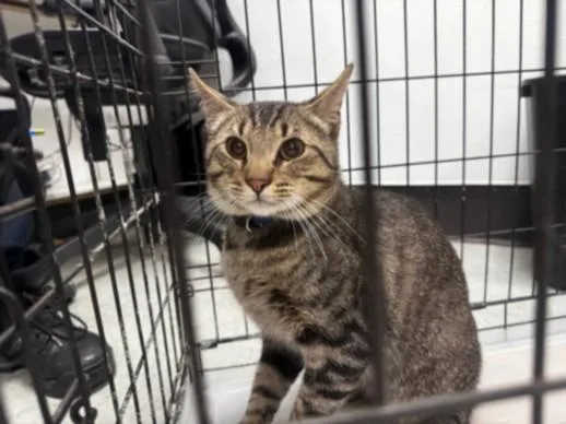 A young medium-sized male Domestic Short Hair cat named Mango for adoption in Van Nuys, CA