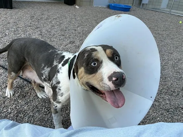 A young medium-sized female Pit Bull Terrier dog named Holly for adoption in Mesa, AZ