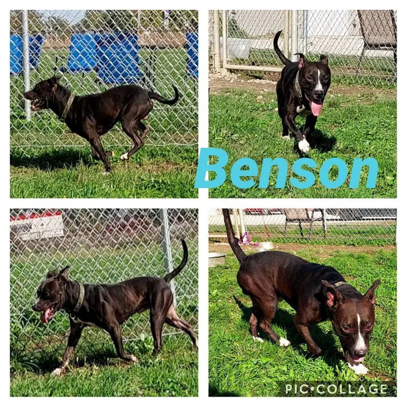 An adult medium-sized male Staffordshire Bull Terrier dog named Benson for adoption in Pierceton, IN