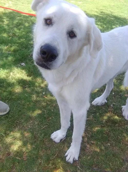 An adult large-sized male White / Cream Great Pyrenees dog named Condor for adoption in Spring, TX