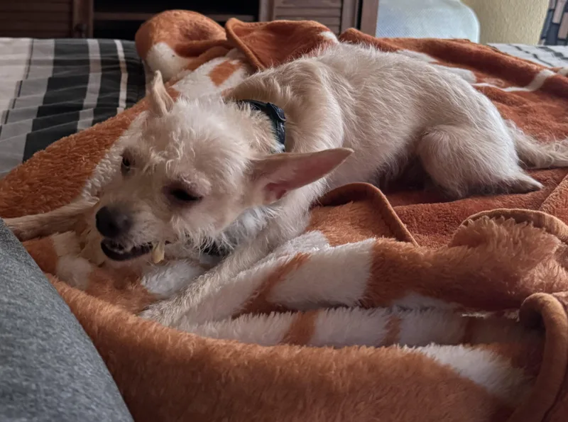 A young small-sized female White / Cream Chihuahua dog named Luna for adoption in Union Grove, WI